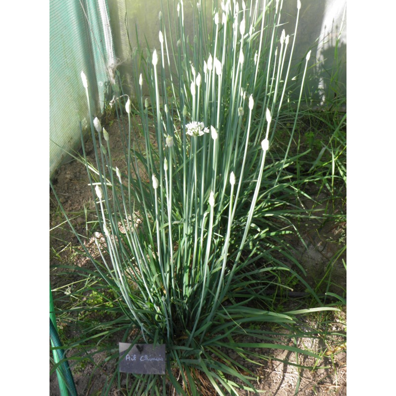 KINESISK GRÄSLÖK Frön (Allium tuberosum) | 1,95 €