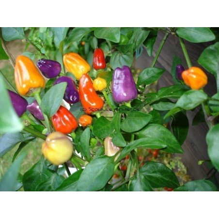 Price: €2.5 - Σπόροι Τσίλι Bolivian Rainbow - Seeds Gallery
