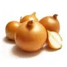 Semillas de cebolla Amarilla Holanda