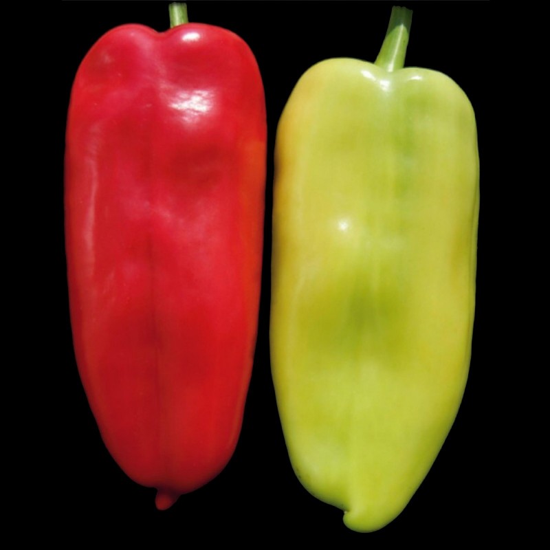 White Elephants Ear Sweet Pepper Seeds  - 1