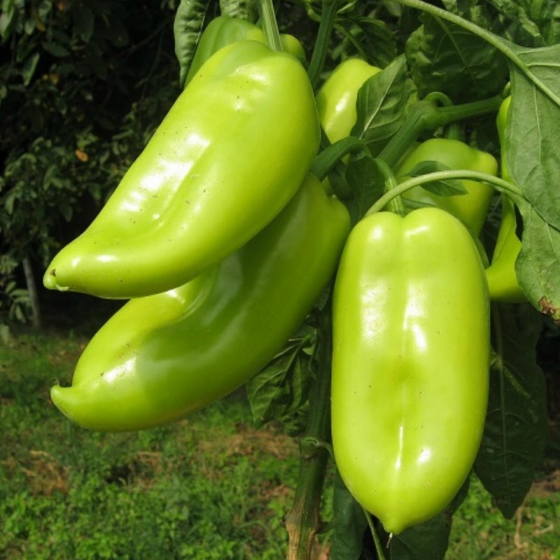 Price: €2.1 - White Elephants Ear Sweet Pepper Seeds - 