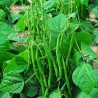 Price: €1.25 - Semillas de frijoles Recital - 