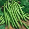 Bush beans seeds Recital