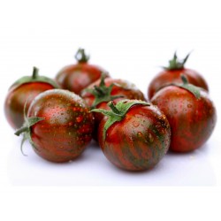 ARTISAN PURPLE BUMBLEBEE Tomaten Samen Seeds Gallery - 1