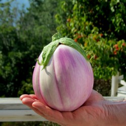 Price: €1.85 - σπόροι Μελιτζάνα - Rosa bianca ή Romanesca - Seeds Gallery