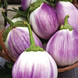 Aubergine – Eggplant Seeds Rosa Bianca Seeds Gallery - 2