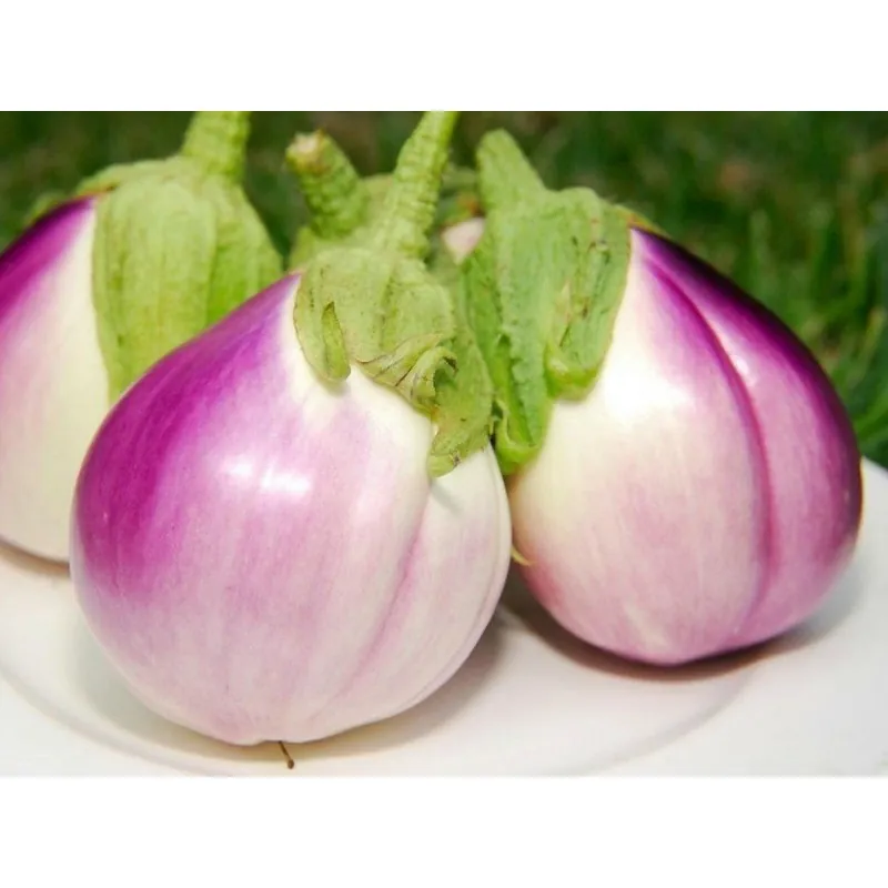 Aubergine – Eggplant Seeds Rosa Bianca