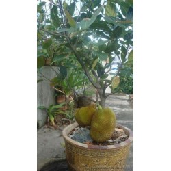 Durian tohumlar (Durio zibethinus)  - 1