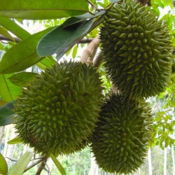 Durian seeds (Durio zibethinus)  - 2