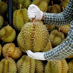 Durian tohumlar (Durio zibethinus)  - 3
