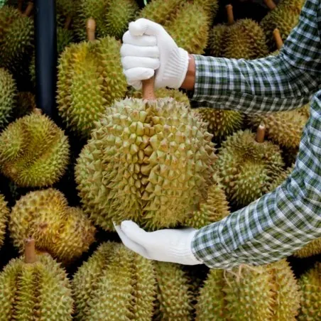 Durian seeds (Durio zibethinus)