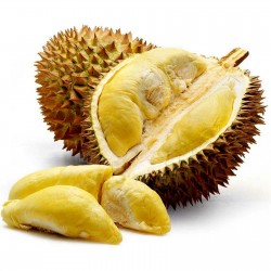 Durianbäume samen "König der Früchte" (Durio zibethinus)  - 5