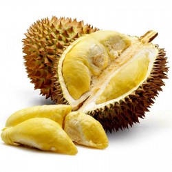 Price: €12.5 - Semi di Durian "Re dei frutti" (Durio zibethinus) - 