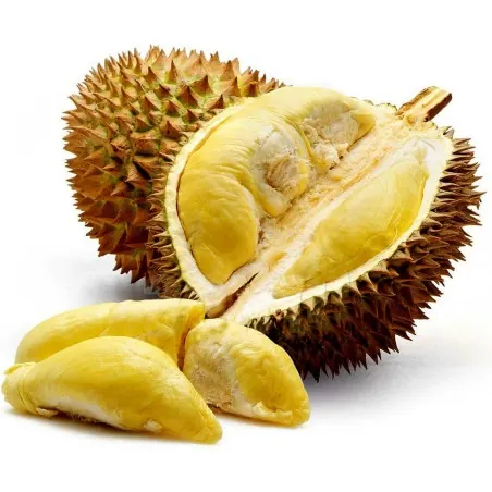 Durian seeds (Durio zibethinus)
