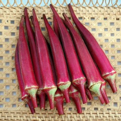 Okra Burgundy Seeds  - 2