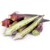 Okra roșie Burgundy Semințe