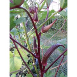 Okra Burgundy Seeds  - 4