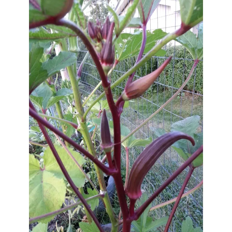 Okra roșie Burgundy Semințe