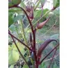 Okra roșie Burgundy Semințe