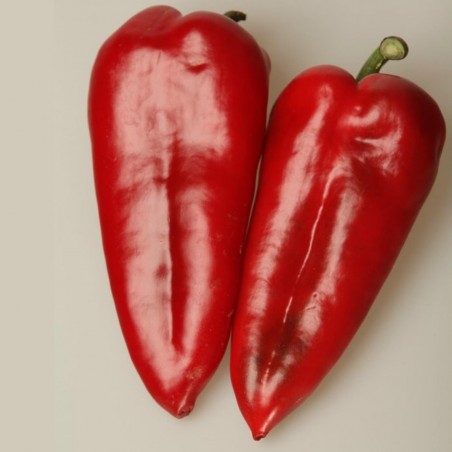 Price: €1.65 - Semi Di Peperoncino Dolce Amphora -
