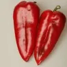 Semillas De Pimiento Rojo Dulce Amphora