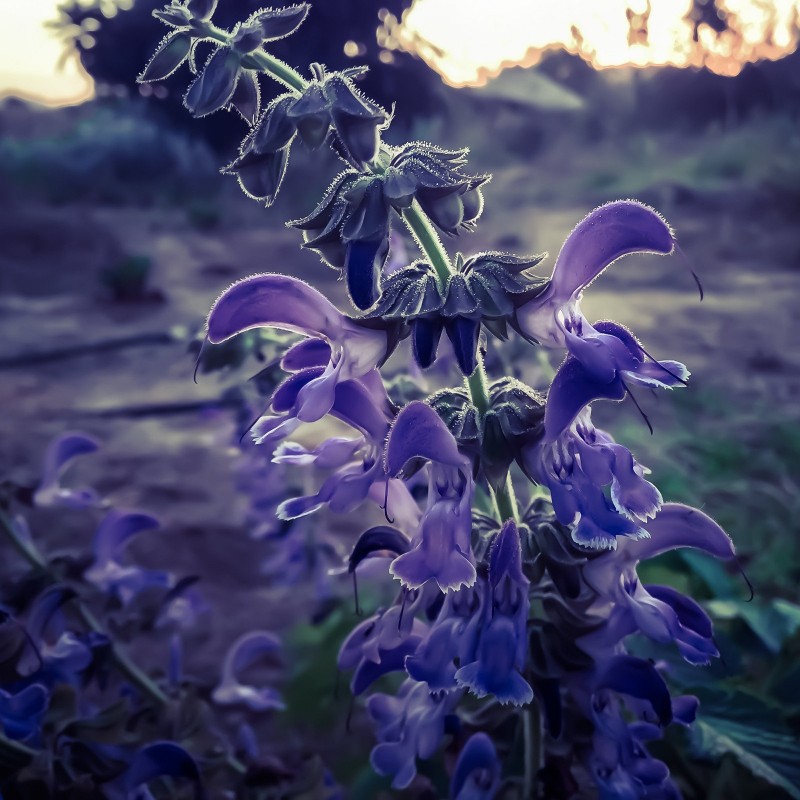 Graines de Sauge chinoise (Salvia miltiorrhiza)  - 1