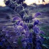 Price: €1.95 - Röd Salvia, Kinesisk Salvia Frön - 