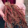 Price: €1.95 - Rotwurzel-Salbei Samen - 