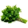 Sementes De Salsa Italiana Gigante Plana