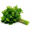 Price: €1.35 - Semi Di Prezzemolo Gigante Piatto (Petroselinum Crispum) - 