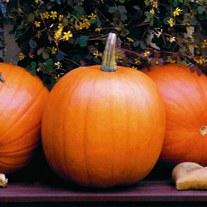 Price: €8.45 - XXL Sementes de abóbora Dia das Bruxas, Jack'O Lantern - 