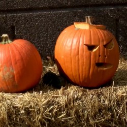 XXL Halloween, Jack’O Lantern Pumpkin Seeds  - 5