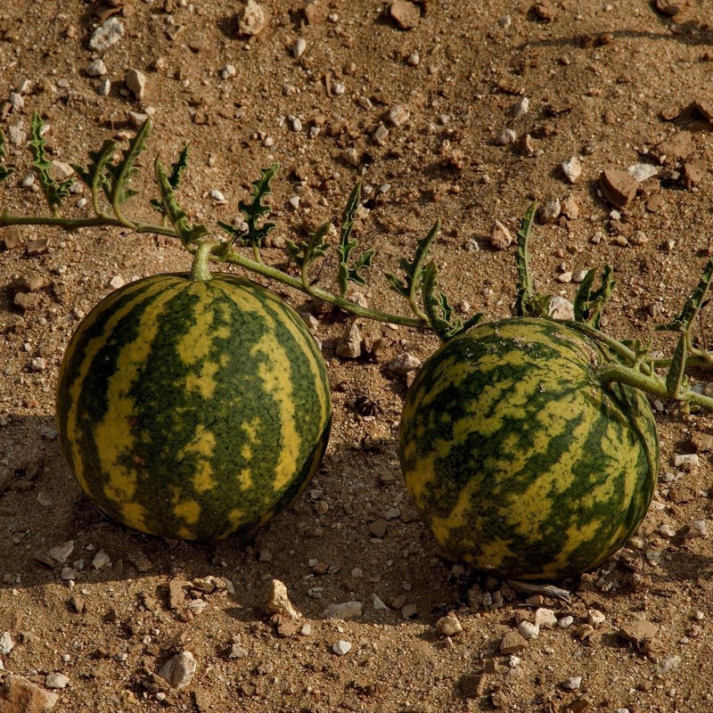Sementes Maçã amarga (Citrullus colocynthis) | 1,95 €