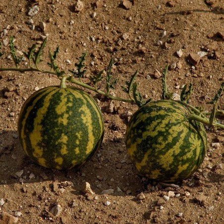 Sementes Maçã amarga (Citrullus colocynthis) | 1,95 €