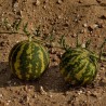Sementes Maçã amarga (Citrullus colocynthis) | 1,95 €