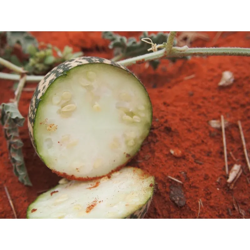 Desert Gourd, Colocynth Seeds (Citrullus colocynthis)