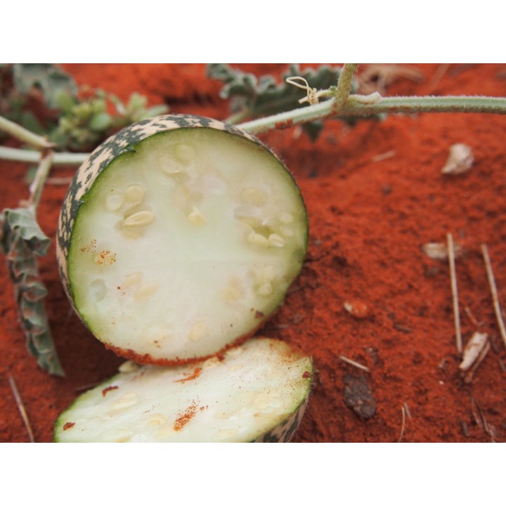 Desert Gourd, Colocynth Seeds (Citrullus colocynthis) - 1.755