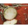 Semi di Coloquintide (Citrullus colocynthis)