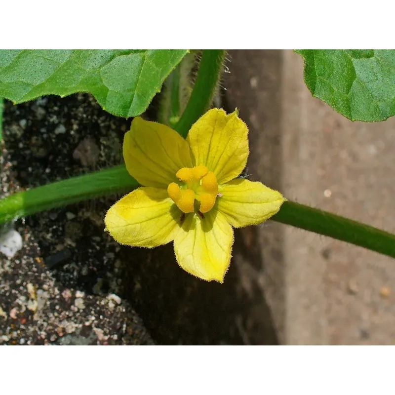 Semi di Coloquintide (Citrullus colocynthis)