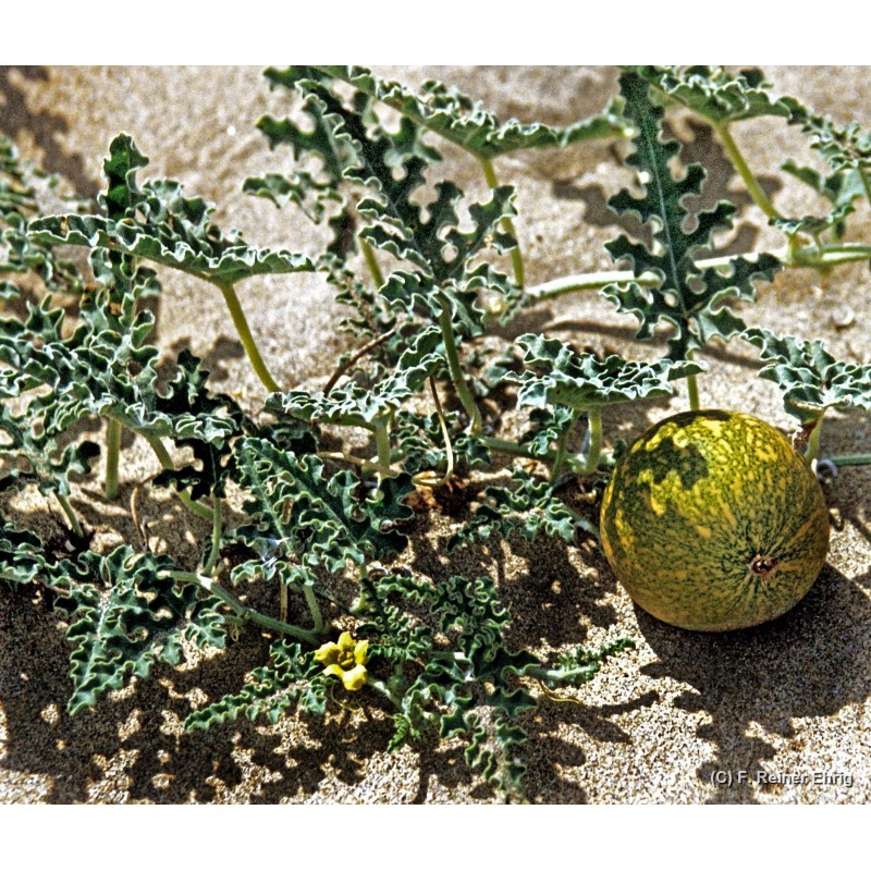 Sementes Maçã amarga (Citrullus colocynthis) | 1,95 €