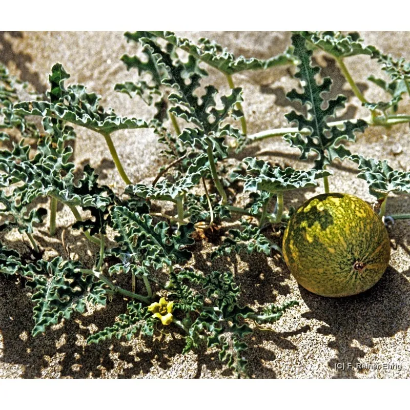 Semi di Coloquintide (Citrullus colocynthis)
