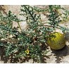 Sementes Maçã amarga (Citrullus colocynthis) | 1,95 €