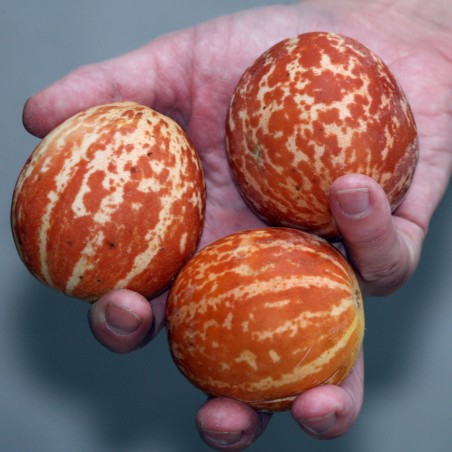 Semi di melone tascabile della regina Anna