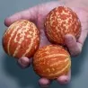 Queen Anne Pocket Melon Seeds