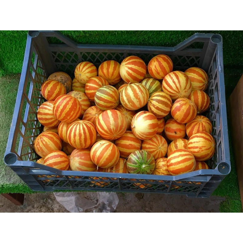 Queen Anne's Taschen Melonen Samen