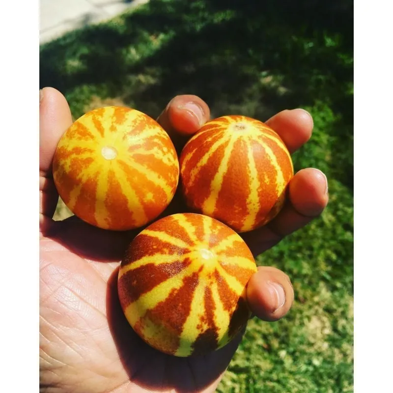 Sementes de Melão de bolso da rainha Anne