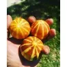 Sementes de Melão de bolso da rainha Anne