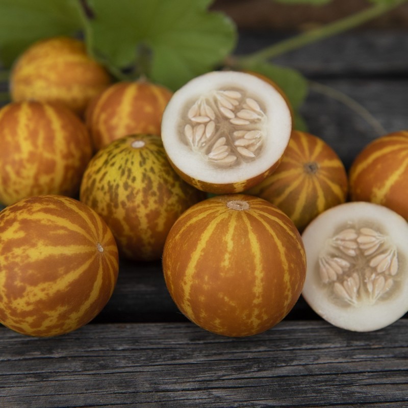 Graines le melon Dudaim - melon de la reine Anne