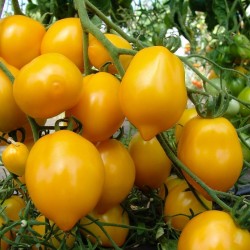 Sementes De Tomate Amarelo "Lemon Plum"