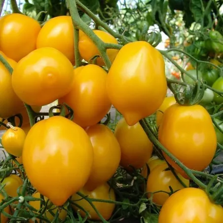 Citrontomatfrön (Lemon Plum)
